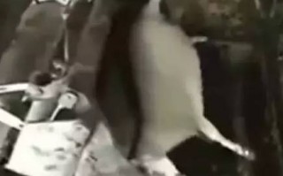 整人恶搞醉鬼视频，整人恶搞醉鬼视频在线观看