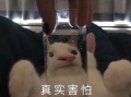 书包搞怪沙雕文案，书包搞怪沙雕文案怎么写