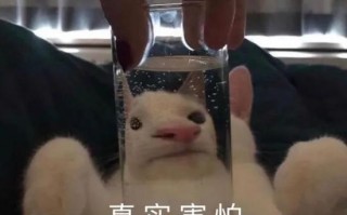书包搞怪沙雕文案，书包搞怪沙雕文案怎么写