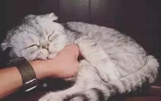 猫咪恶搞全部视频，猫咪恶搞全部视频大全