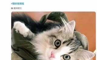 洗猫咪沙雕文案，洗猫咪沙雕文案搞笑